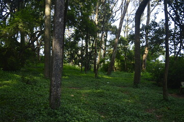 Forest!