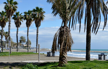 Palm trees on a deserted beach, Malaga, Spain