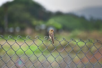 Sparrow bird on fence