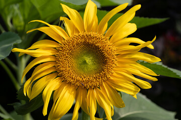 Brilliant yellow sunflower radiating hope and sunshine in a small midwest garden.