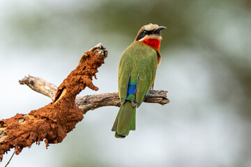 Guêpier à front blanc,.Merops bullockoides, White fronted Bee eater