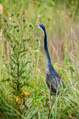 Héron mélanocéphale,.Ardea melanocephala, Black headed Heron, Afrique du Sud