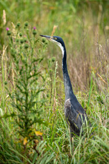 Héron mélanocéphale,.Ardea melanocephala, Black headed Heron, Afrique du Sud