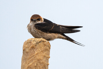 Hirondelle striée,.Cecropis abyssinica, Lesser Striped Swallow © JAG IMAGES