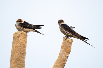Hirondelle striée,.Cecropis abyssinica, Lesser Striped Swallow © JAG IMAGES