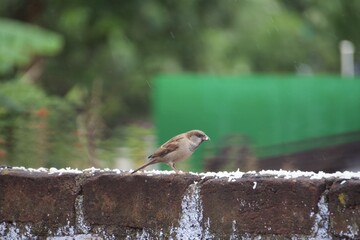 Bird in the home garden 