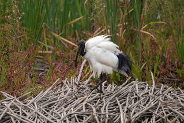 Ibis sacré,.Threskiornis aethiopicus, African Sacred Ibis