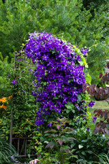 Purple jackmanii clematis intertwined with dutch pipe on an arbor with Australian pine tree and...