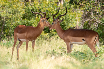 Impala, male, Aepyceros melampus