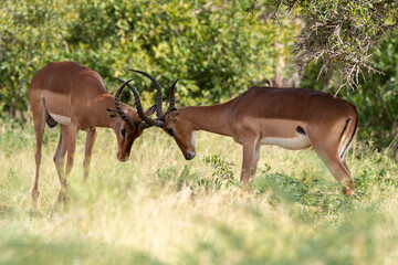 Impala, male, Aepyceros melampus