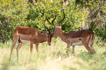 Impala, male, Aepyceros melampus