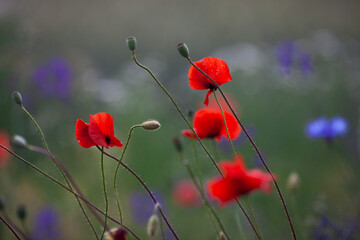 Red poppies on a wild field with cornflowers background. Selective focus, soft blur. Beautiful wild poppy flowers close up in warm light, summer in countryside.