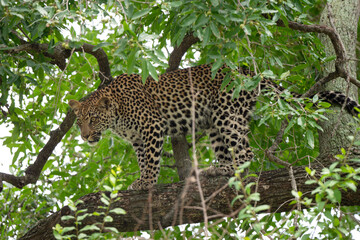 Léopard, Panthère, Panthera pardus, Afrique du Sud