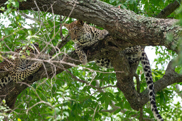 Léopard, Panthère, Panthera pardus, Afrique du Sud