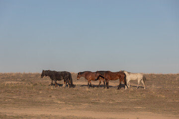 Wild Horses in Spring in the Utah Desert 