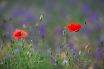 Red poppies on a wild field with cornflowers background. Selective focus, soft blur. Beautiful wild poppy flowers close up in warm light, summer in countryside.