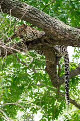 Léopard, Panthère, Panthera pardus, Afrique du Sud