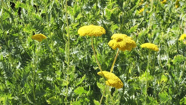 (Achillea filipendulina) Achill&eacute;es &agrave; feuilles de foug&egrave;re aux minuscules fleurs jaune-or en corymbes sur de hautes tiges souples au feuillage vert d&eacute;coup&eacute;