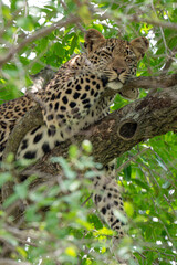 Léopard, Panthère, Panthera pardus, Afrique du Sud