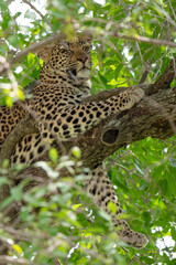 Léopard, Panthère, Panthera pardus, Afrique du Sud