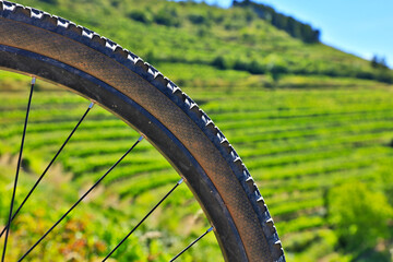 bicycle wheel and green grapes