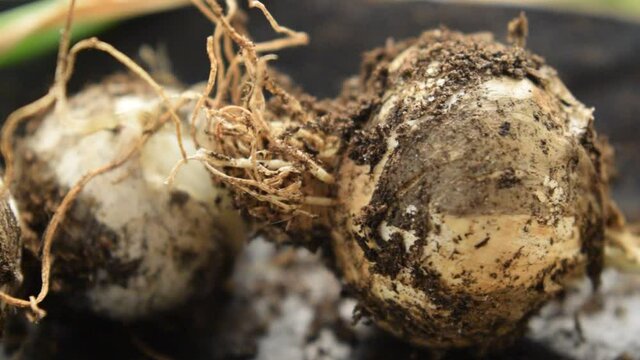 Aglio biologico ft0207_0758 유기농 마늘 Organic garlic