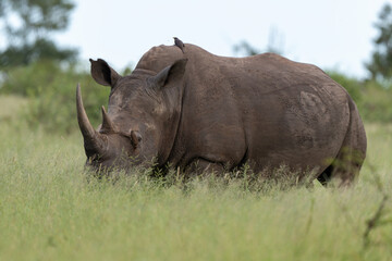 Obraz premium Rhinocéros blanc, white rhino, Ceratotherium simum, Parc national Kruger, Afrique du Sud