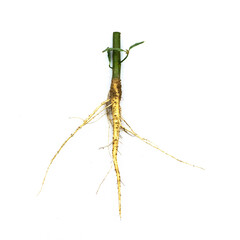 Root of weed, unwanted flora,Root of  broadleaf weeds Isolated from a white background.