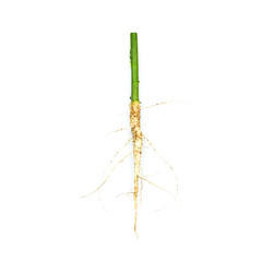 Root of weed, unwanted flora,Root of  broadleaf weeds Isolated from a white background.