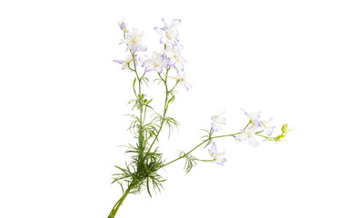 meadow flower isolated