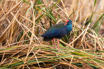 Talève sultane, Poule sultane,.Porphyrio porphyrio, Western Swamphen