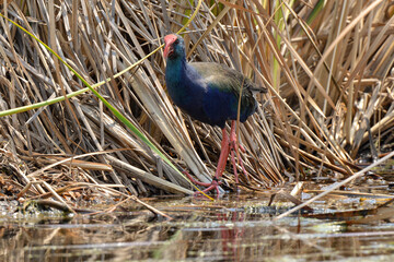 Talève sultane, Poule sultane,.Porphyrio porphyrio, Western Swamphen