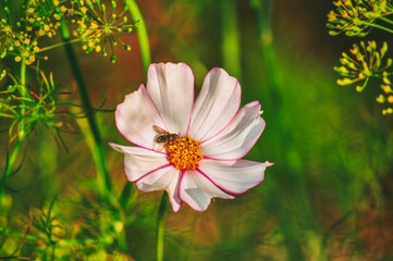 Housefly on the flower, macro photography. White plant detail in the garden, sun light and green...