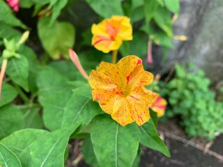 four o'clock flower, yellow-pink petals, beautiful, very strange, pink stripes, pink spots contrast with the most yellow With pollen in the middle of the flower Natural green leaf stalk