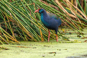 Talève sultane, Poule sultane,.Porphyrio porphyrio, Western Swamphen