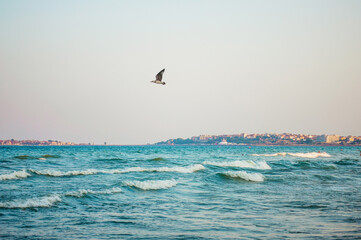 Seagull flying over the sea in Sunny Beach Bulgaria. Waves and Nessebar old town in the background. Sunset bird. 