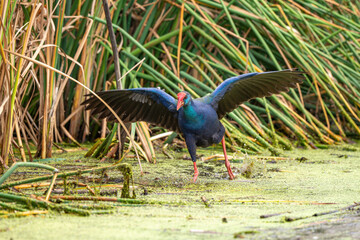 Talève sultane, Poule sultane,.Porphyrio porphyrio, Western Swamphen
