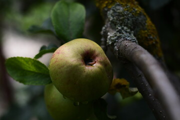 wet green apple on a tree with a worm on it