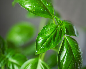 Green basil in drops of water close-up, flavorful seasoning