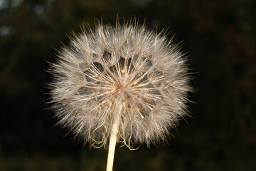 A large dandelion with fluffy seeds. Gentle natural background. Fuzzy on a dark background.