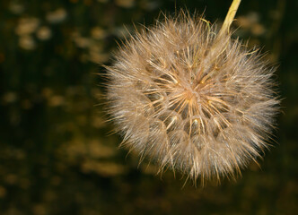 A large dandelion with fluffy seeds. Gentle natural background. Fuzzy on a dark background.
