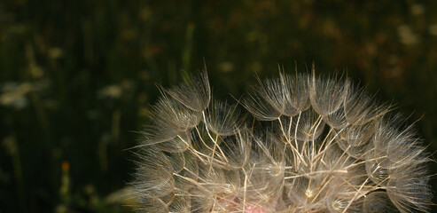 Obraz premium A large dandelion with fluffy seeds. Gentle natural background. Fuzzy on a dark background.
