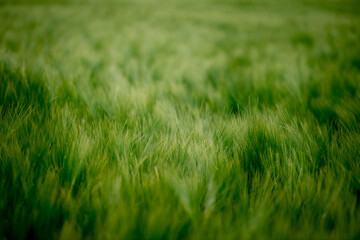 Green Barley Field on a sunny day, Europa