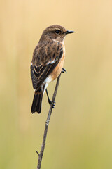 Tarier pâtre, Traquet pâtre, Saxicola rubicola,  European Stonechat, femelle