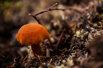 Green mountains in the fiords of Narsaq, South West Greenland
