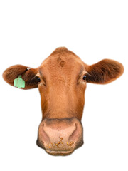 Cow face closeup funny and silly, isolated, with clipping path. 