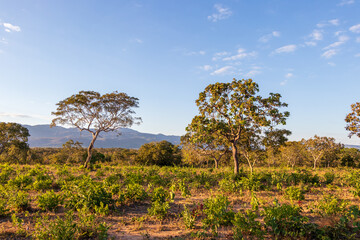 Paisagem típica do cerrado brasileiro com montanha ao fundo.