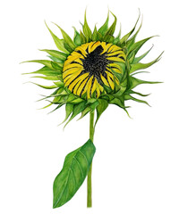 Watercolor illustration of a yellow and green sunflower bud with green leaf on white isolated background
