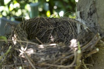 honeybird's nest abandoned on a apple apple plant