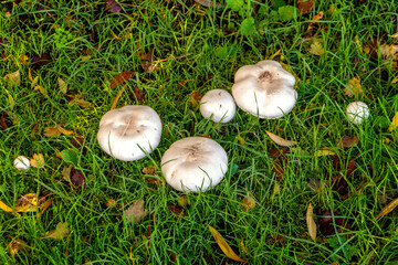 Mushrooms naturally growing on grass in early Spring